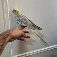 عروس هلندی تازه دونخور