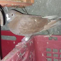 کبوتر گمشده