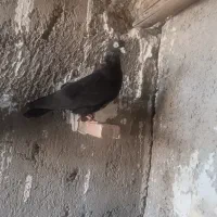 دو عدد نر بازیکن