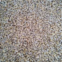 بذر گندم خارجی رقم سبز فرانسه