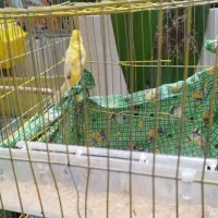 فروش یک جفت قناری|پرنده|کردیان, |دیوار