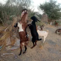 نری چاق و چله مناسب برای دامداری و کشتار|حیوانات مزرعه|قلعه گنج, |دیوار