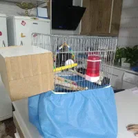 عروس هلندی|پرنده|اشتهارد, |دیوار