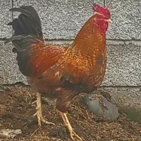 خروس محلی جوان