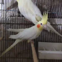 عروس هلندی دوکت|پرنده|عسلویه, |دیوار