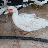 اردک اسراییلی|حیوانات مزرعه|کهک, |دیوار