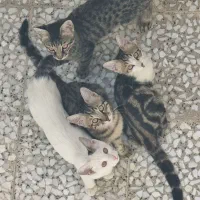 واگذاری ۴ گربه dsh (توضیحات خوانده شود)|گربه|قم, وادی السلام|دیوار