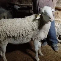 قوچ لاکن فرانسوی