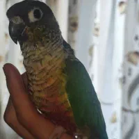 گرینچیک نیمه رام