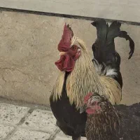 خروس لری پاپر