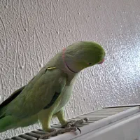 طوطی ملنگو دستی|پرنده|شاهین‌شهر, نسیم ۵|دیوار