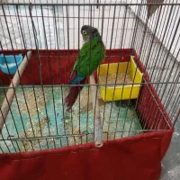 طوطی گرینچیک نر مست|پرنده|شوشتر, |دیوار