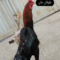 فروش دوتا جوجه اوشامو عتیقه|حیوانات مزرعه|قم, کلهری|دیوار