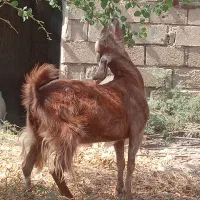چهار عدد بز آبستن تمیز وسرحال