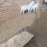 بز سانن اصیل وپرشیر چندقلو زا|حیوانات مزرعه|پائین جام, |دیوار