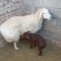 میش با بره|حیوانات مزرعه|اسفراین, |دیوار