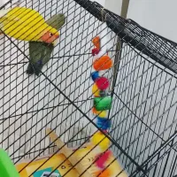 ی جفت طوطی برزیلی نروماده باقفس|پرنده|ری, سیزده آبان|دیوار