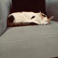 گربه DLH شیطون