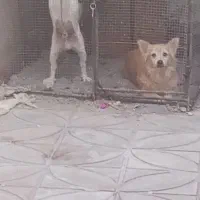 سگ پاکوتاه شیواوا