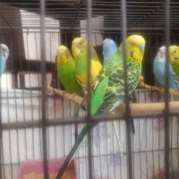 مرغ عشق بالغ جفتی ۶۰۰ تک از ۲۵۰ تا ۴۰۰