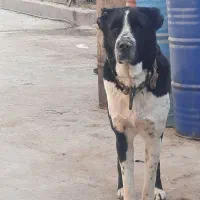 سگ افغان گوسفندی دهن پاک|سگ|قم, قلعه کامکار|دیوار