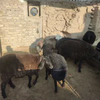 تعدادی بره نر مناسب پرواربندی وکشتاری|حیوانات مزرعه|قرچک, پویینک|دیوار