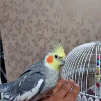 عروس هلندی نر
