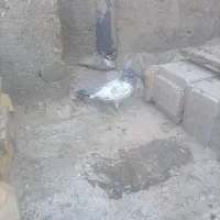 کفتر بهبهانی