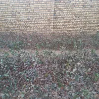 نهال پسته|خدمات باغبانی و درختکاری|شهرآباد, |دیوار