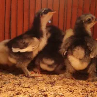 جوجه مرغ نژاد کوشین پانتام و جاپنیز (ژاپنیکس)|حیوانات مزرعه|تبریز, |دیوار