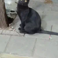 گربه مشکی نر ۵ ماهه گمشده|حیوانات|اسلام‌شهر, باغ فیض|دیوار