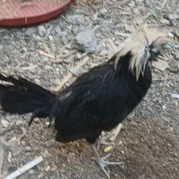 نوچه مرغوخروس|حیوانات مزرعه|قم, بلوار امین و ساحلی|دیوار