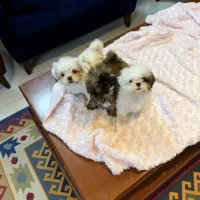 سگ شیتزو فلت عروسکی