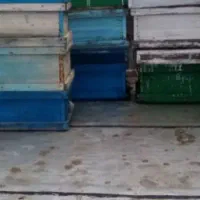 کندو زنبور عسل