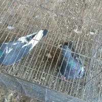 کفترپرشی|پرنده|نوده انقلاب, |دیوار