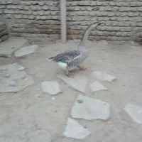 غاز ماده تخم گذار فروشی.حاجی کلاته|حیوانات مزرعه|سنگدوین, |دیوار