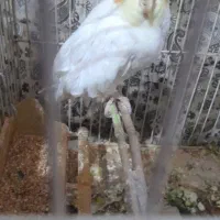 هدفن|پخش‌کننده همراه|چناران, |دیوار