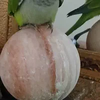 جوجه راهب|پرنده|تهران, جی|دیوار