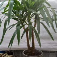 گل وگیاه|گل و گیاه طبیعی|شلمان, |دیوار