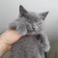 واگذاری گربه اسکاتیش آنفولد