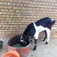 حیوانات|حیوانات مزرعه|ایذه, |دیوار