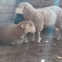 گوسفند میش بره|حیوانات مزرعه|شیرگاه, |دیوار