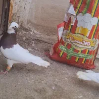 کبوتر طوقی و خوشرنگ