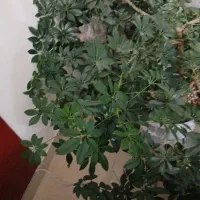 گل زیبا و چند ساله