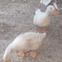 یه جفت اردک بزرگ تخم گذار