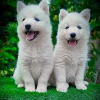 توله سامویید