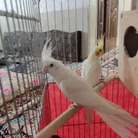 جفت عروس هلندی