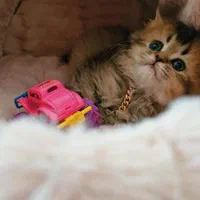 مجموعه گربه های خاص (پرشین بریتیش اسکاتیش)|گربه|شهرکرد, |دیوار