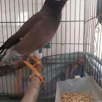 مرغ مینا|پرنده|تهران, راه آهن|دیوار