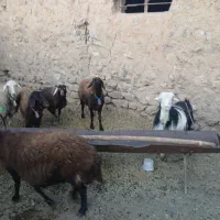 میش افشاری|حیوانات مزرعه|بروجن, |دیوار